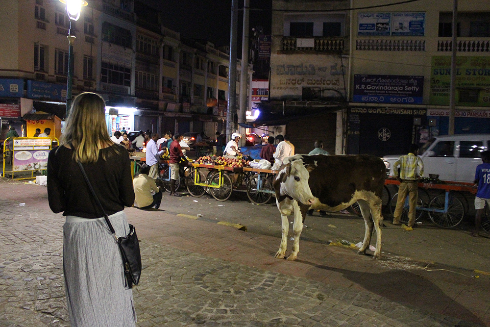 A Leadership Network member meeting a cow on a street at night