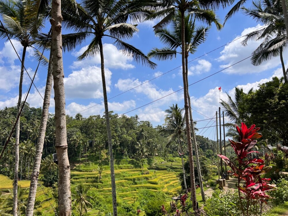 A scenic shot of rice paddy fields, palm trees and lush vegetation