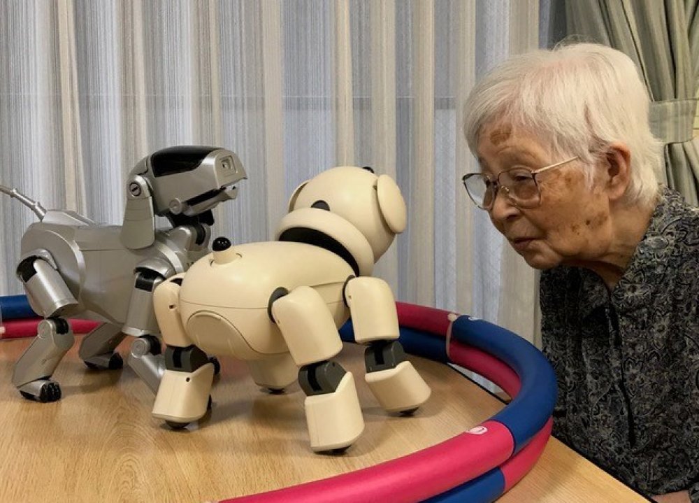 An elderly woman stares at two robot dogs