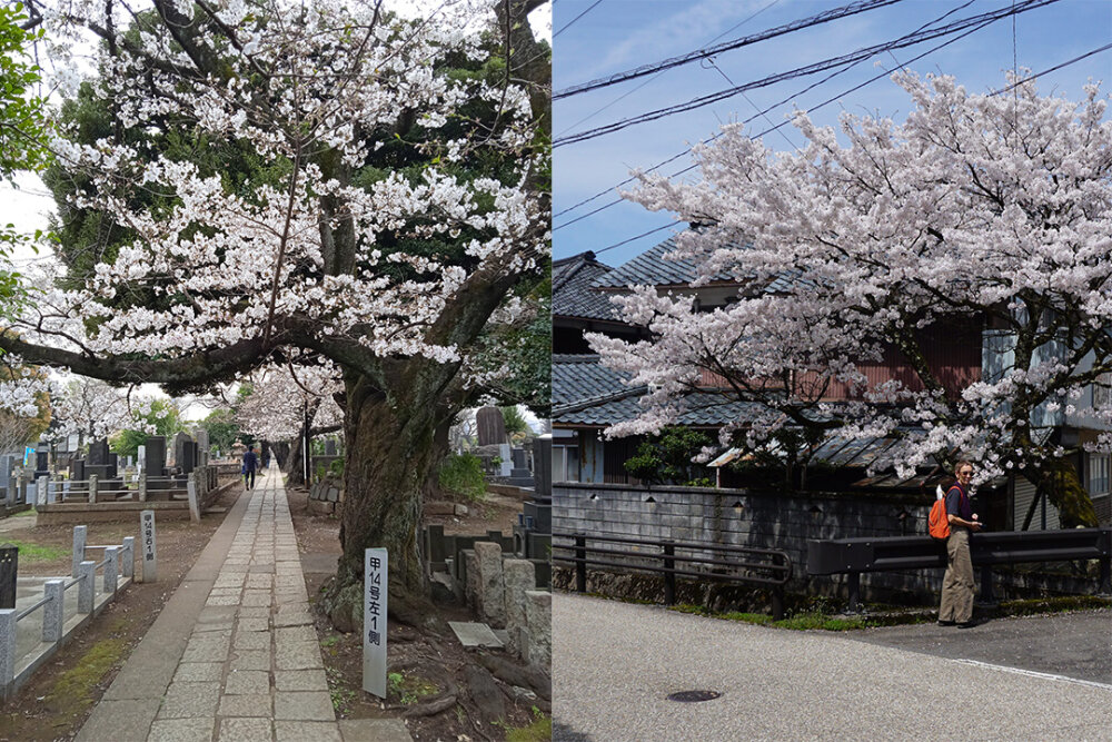 A montage of two photos - one showing Sybille Schulbom standing next to a flowering cherry tree and the other of a path lined with blossoming trees