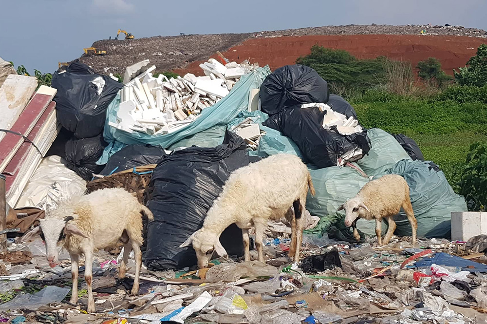 Goats grazing on rubbish