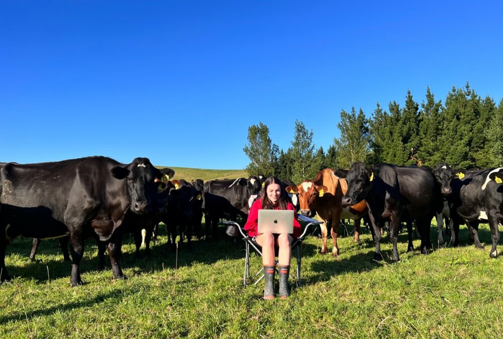 Holly Williamson sitting on a chair in a paddock working at her laptop, watched on by a herd of curious cows