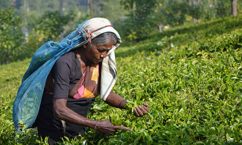 A woman with a bag slung around her nexk picking tea leaves