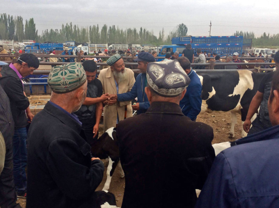 A group of men looking at cattle