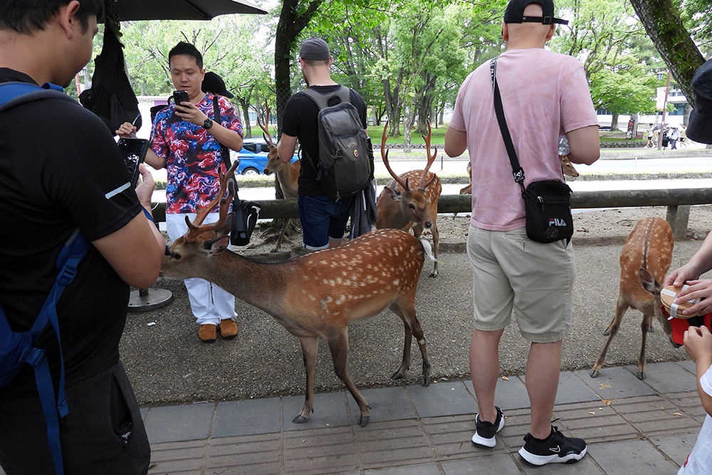 People feeding deer in Nara, Japan.